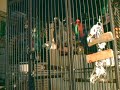 Buddha The African Grey Parrot Talks and Whistles Songs