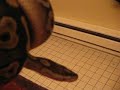 my mojave ball python my mojave ball python