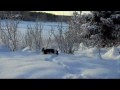 dogs in snow.wmv