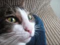 Dramatic cat - Dramatic look