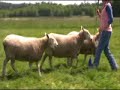 Sheep herding Poodle :Nickel