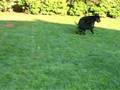 Molly & Tux 1
