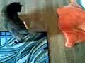 Tortie plays with her tiger tail toy Tortie plays with her tiger tail toy