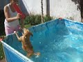 perra acuatica perra acuatica