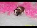 Shih Tzu puppies for sale