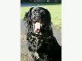 Why Labrador Retrievers and Golden Retrievers Rule!