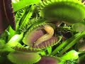 Oh no... now my favorite slug got owned!!!! Oh no... now my favorite slug got owned!!!!