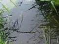 Rapid Toad Rescue