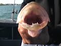 Detroit River Walleye Jiggin