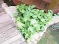 Aquario residencial. Tem aprox. 14000L.  dividido em 3 grupos de peixes. O primeiro com Ciclideos, barbus, tetras, Labeos, Botias etc. Na sequência terá predadores como arraias, aruanãs, oscares, pirarara, Tucunares, etc e finalmente cai em volta do Bangalô com Kinguios e Carpas.A Filtragem será Dry Wet, Areia Fluodizada. 