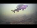 Fish Bum 1: Mongolia - The Search for the River Wolf