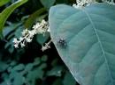 jumping spider