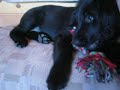 Flat coated puppy