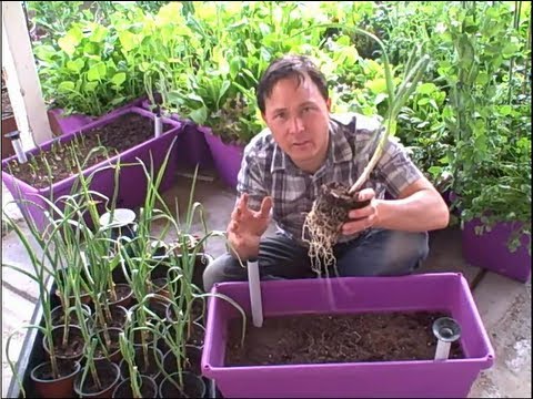 how to transplant potted plants