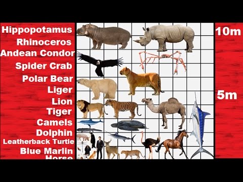 size comparison - It's technically Organism Size Comparison but this video brings you from an Amoeba to a Blue Whale and beyond... All in a single continuous shot with all fea...
