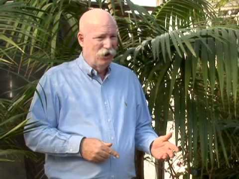 how to transplant rhapis palm