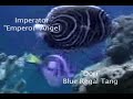 [My PETS] My Saltwater Fish Tank [PT-1]