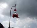 dive bombing humming birds