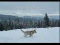 ARGOS - Biały Owczarek Szwajcarski (White Swiss Shepherd Dog)