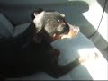 Dakotas Movie-Animals