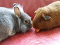 Konijn en cavia eten wortel