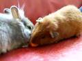 Konijn en cavia eten wortel