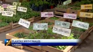 Plantas medicinales