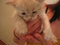 KITTIES AND KITTENS! KITTIES AND KITTENS!