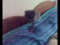 Gatto sotto le coperte
