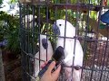 Cockatoos and Cell Phone Cockatoos and Cell Phone