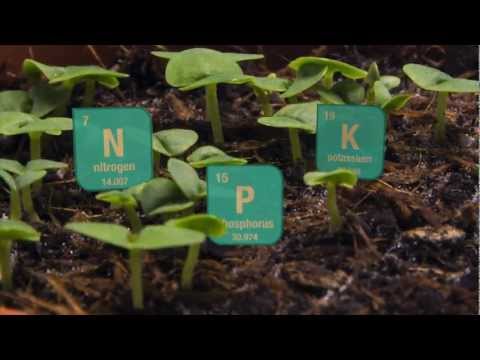 how to dissolve adenosine