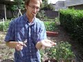 container gardening
