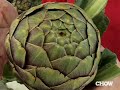 How to Choose an Artichoke -CHOW How to Choose an Artichoke -CHOW