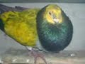 palomos deportivos