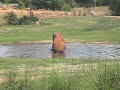 Elephant Rising