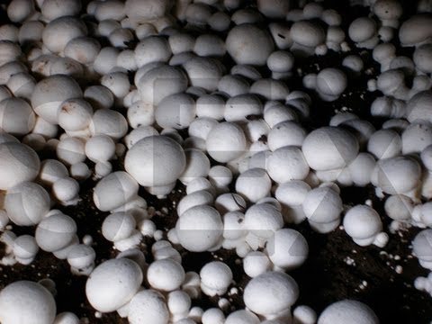 how to grow mushroom in hindi