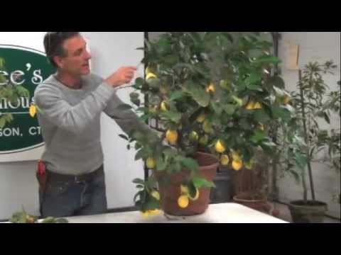 how to fertilize lemon trees in pots