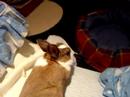 Thumps attempt at destroying my bed