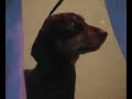 dachshunds at crufts dachshunds at crufts