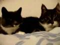 videos de Re: Cat Talking, Translation