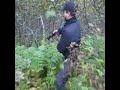 Big brown Grizzly Bear killing show in Alaska