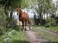 caballos patagonicos (canela y lestat 1)