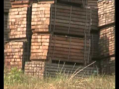 Il WWF è complice della deforestazione in Africa della Vasto Legno | Part 1