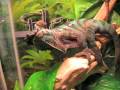 Repticon [Reptile Expo] January 2009