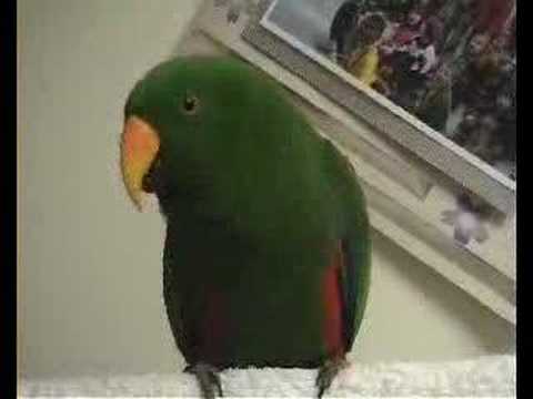 Riley The Amazing Talking Bird