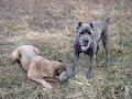 CANE CORSO CALVELLO CANE CORSO CALVELLO