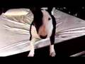 mini bull terrier jumping on bed