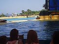 Whales at Loro Parque