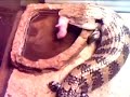 Blue Tongue Skink Carries Around Pet Rat!!!