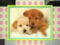 Cute Doggies-Golden Retrievers only